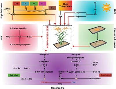 Roles of Reactive Oxygen Species and Mitochondria in Seed Germination